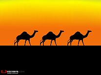 screensaver camels